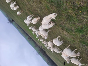 vand capre  - imagine 3