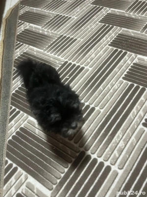 pui bichon maltez - imagine 2