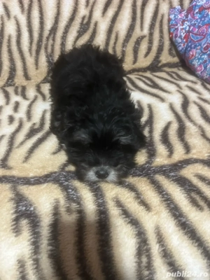 pui bichon maltez - imagine 3