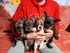 Buldogeii disponibili!