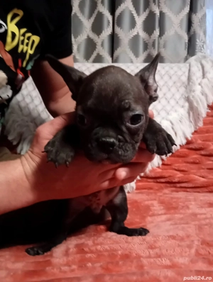 Buldogeii disponibili! - imagine 2