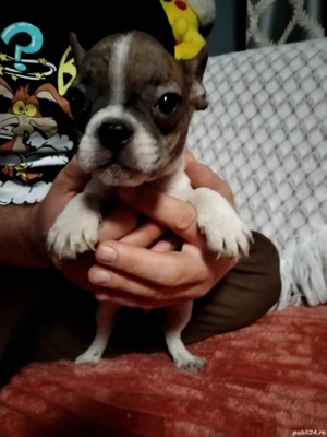 Buldogeii disponibili! - imagine 4