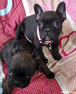 Buldogeii disponibili! - imagine 3