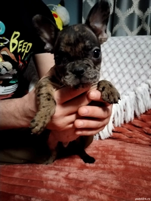 Buldogeii disponibili! - imagine 5