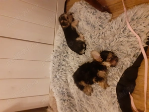 Yorkshire Terrier Toy  - imagine 2