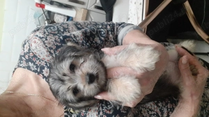 Yorkshire Terrier Toy  - imagine 4