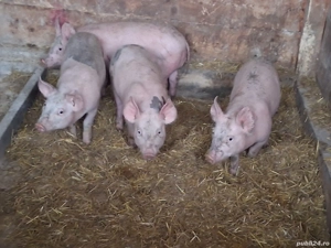 vând 4 purcei de  10 săptămâni  - imagine 2