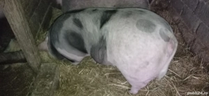 Vând 1 vier și 2 purcele pietran - imagine 2