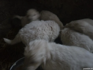 Cadou de un an nou si fericit - imagine 4