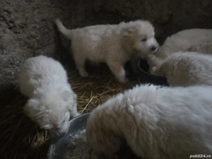 Cadou de un an nou si fericit - imagine 3