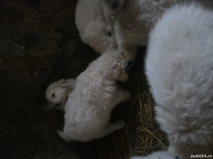 Cadou de un an nou si fericit - imagine 2