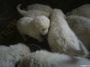 Cadou de un an nou si fericit - imagine 5