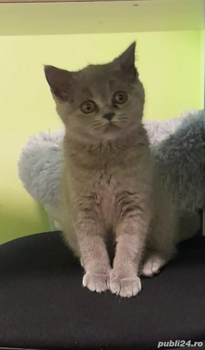 Vând pui pisică british  - imagine 2