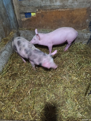 Vând scrofițe  - imagine 3