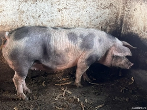Porci de vanzare. Aproximativ 130-150 kg bucata. Pret 15 lei kg taiat la gat sau viu.  - imagine 3