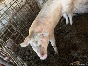 Porci de vanzare. Aproximativ 130-150 kg bucata. Pret 15 lei kg taiat la gat sau viu.  - imagine 5