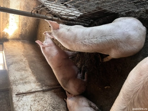 Porci de vanzare. Aproximativ 130-150 kg bucata. Pret 15 lei kg taiat la gat sau viu.  - imagine 4