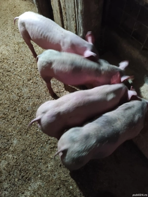 Vând vieruti - imagine 2