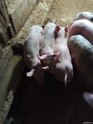 Vând vieruti - imagine 3