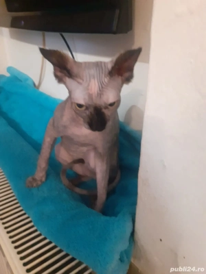 Fetita sfinx  - imagine 4