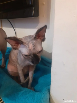 Fetita sfinx  - imagine 2