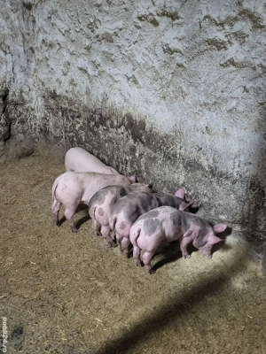 Purcei de vânzare  - imagine 2