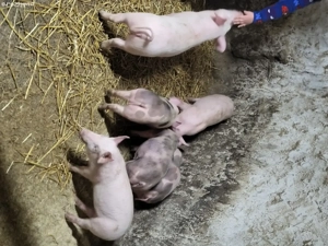 Purcei de vânzare  - imagine 3