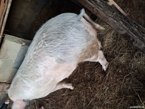 Vând vier marele alb  - imagine 2