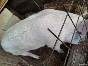 Vând vier marele alb  - imagine 4