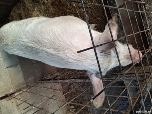 Vând vier marele alb  - imagine 3