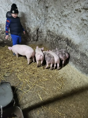 Purcei de vânzare  - imagine 4