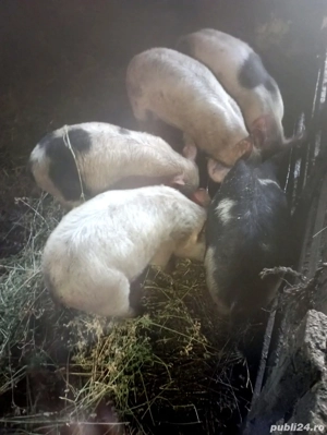 porci pietran - imagine 2