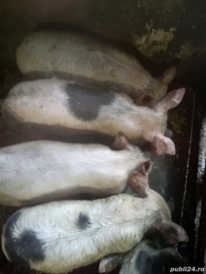 porci pietran - imagine 3