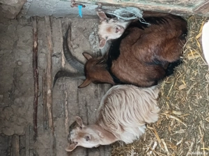 vand doua capre bune de  lapte 