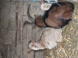 vand doua capre bune de  lapte  - imagine 2