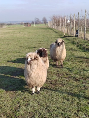 Vând 3 oi breze - imagine 2