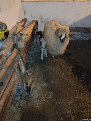 Vând 3 oi breze - imagine 3