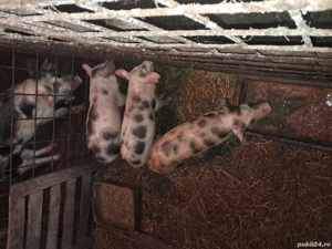 Purcei pietrean de vânzare  - imagine 2