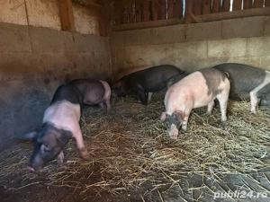 disponibil soldanei de bazna cu duroc  - imagine 4