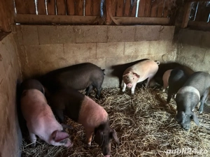 disponibil soldanei de bazna cu duroc  - imagine 3