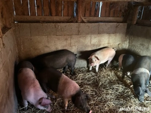 disponibil soldanei de bazna cu duroc  - imagine 5