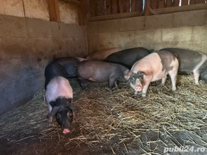 disponibil soldanei de bazna cu duroc  - imagine 2