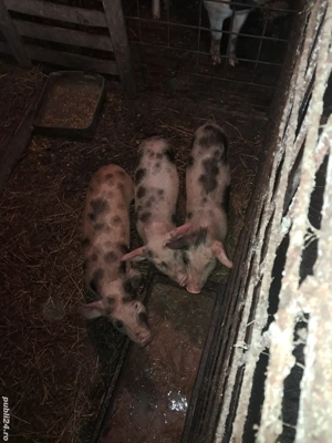 Purcei pietrean de vânzare 