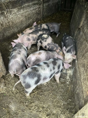 Purcei de 2 luni de vânzare