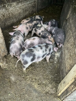 Purcei de 2 luni de vânzare - imagine 2