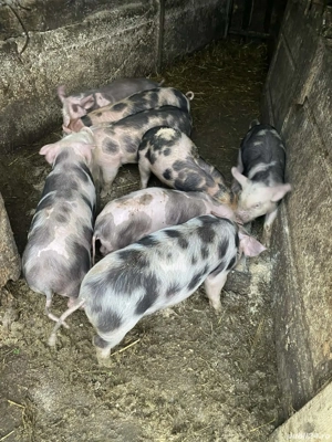 Purcei de 2 luni de vânzare - imagine 3