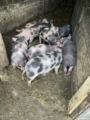 Purcei de 2 luni de vânzare - imagine 4