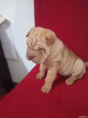 Băiețel Sharpei drăgălaș  - imagine 3