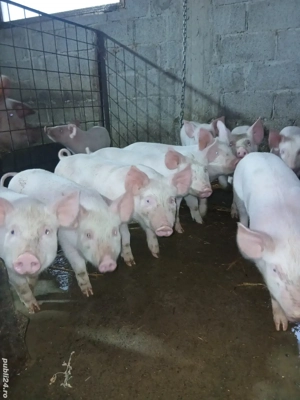 purcele de vânzare,  14-20kg 
