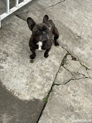 buldog francez  - imagine 2